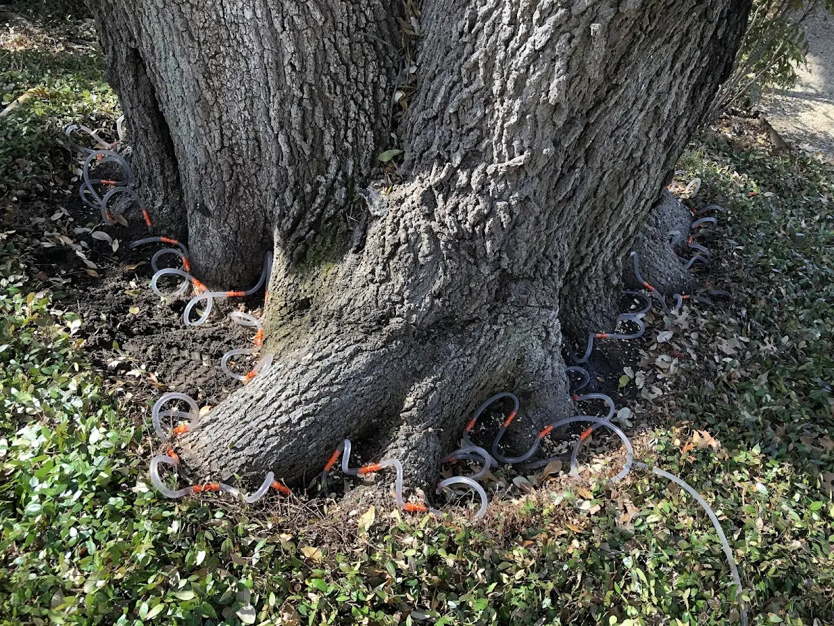 Detailed Tree Cabling and Bracing job site in Allison