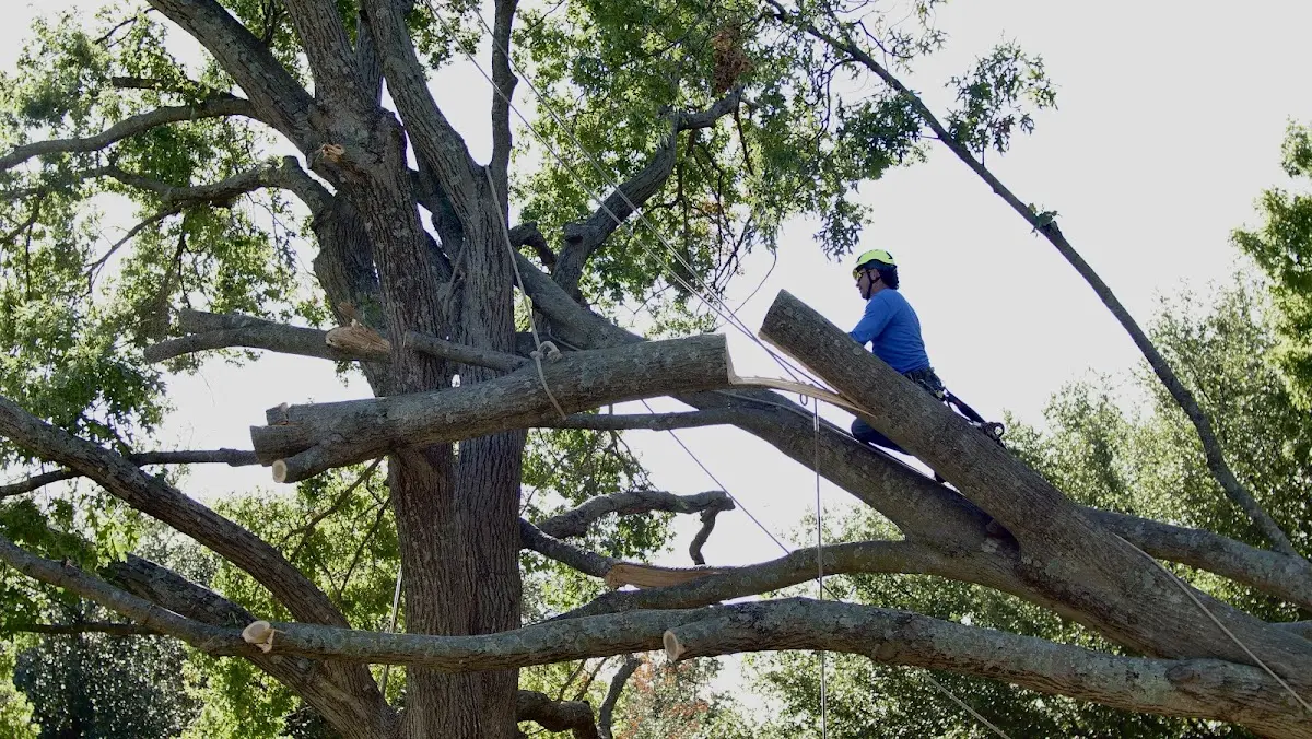 Professional Crown Thinning performed by certified arborists in Allison