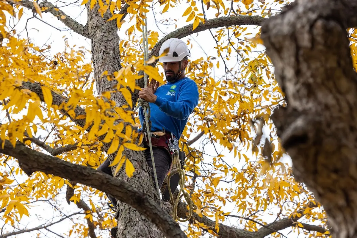 Skilled Tree Transplanting crew working in Allison